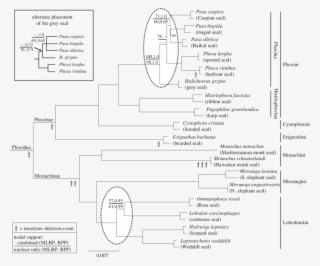 Phylogeny Of The Phocidae - Figure 1 #5531633