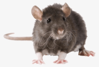 Free Png Mouse Free Pictures Png Images Transparent - Rat Animal #5531636