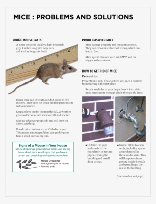 Mice Prevention And Solutions - Salford #5531693
