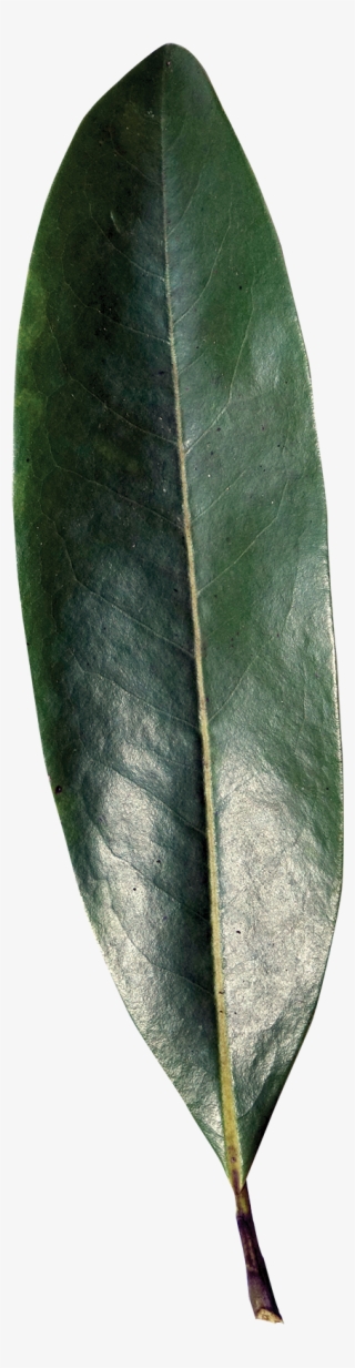 Simple - Sweetbay Magnolia Leaf #5531811