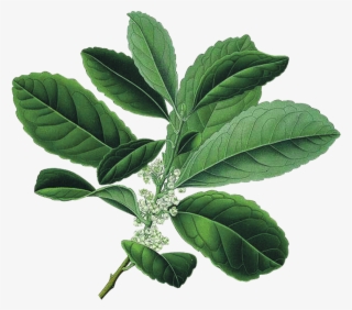 Register To Hear More - Yerba Mate #5531990