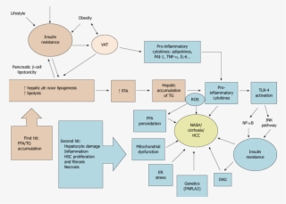 Schematic Summary Of Nafld Pathophysiology According - Il 6 Dengan Nafld #5532562
