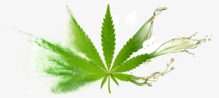 Bulk Supply & Manufacture Of Cbd Oil & Oil Powders - Marijuana Leaf #5532991