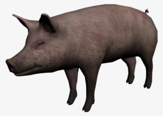 Pig - Cerdo Png #5533678