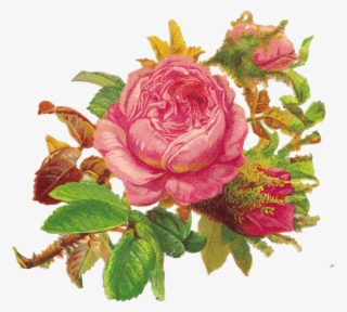 Plaatjes Bokmärken Chromos Decoupi Laminas Antiguas - Caravan Birthday Twinset & Pearls #5536649