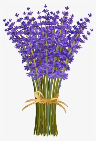 Лаванда Flores De Lavanda, Campos De Lavanda, Flores #5536693