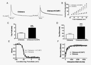 A F Effect Of Kchip2 On Kv4 - Diagram #5541415