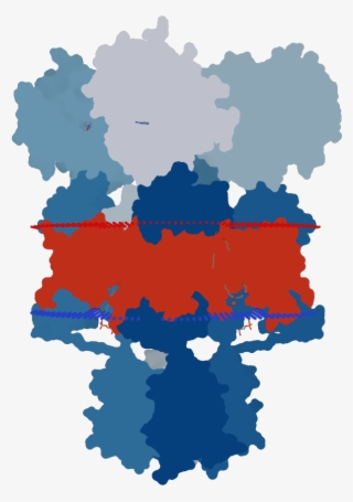 Transmembrane Flat Surface Display Opm - Graphic Design #5542121