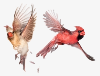 Therapy Services Gender Sexuality Issues Cardinals - Cardenales Aves Volando #5542708