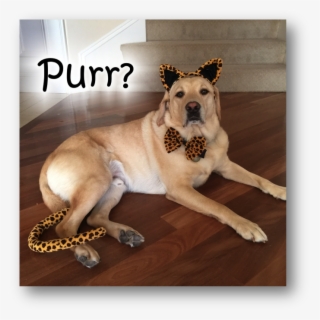 And Here's A Picture Of Victor Looking Very Handsome - Companion Dog #5545465