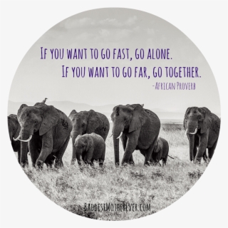 Elephant Inspiration #5545516