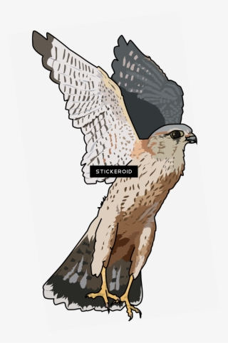 Falcon - Falcon Clipart Png #5548034