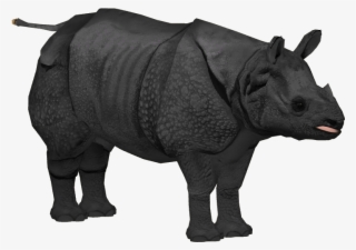 Javan Rhinoceros Adult M2 - Javan Rhino No Background #5549366