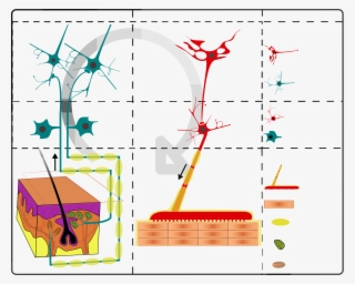 Open - Sensory And Motor Mechanism Of Plants #5549447