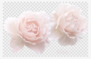 White Rose Flower Crown Transparent Clipart Garden - Vector Graphics #5555512
