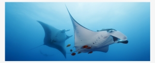 Marine Wildlife - Marine Mammal #5556969