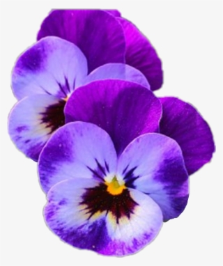 Pansy Flowers #5558221