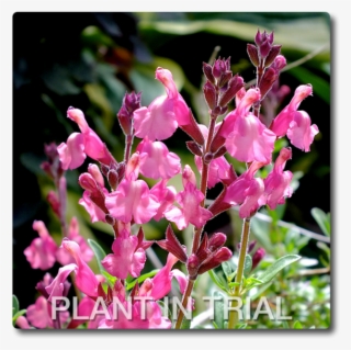 Salvia Tutti Frutti #5562092