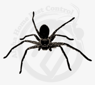 Huntsman Image Gallery - Spider #5563357