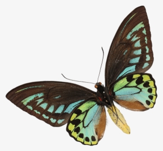 In This Section, There's A Wealth Of Information About - Brush-footed Butterfly #5563414