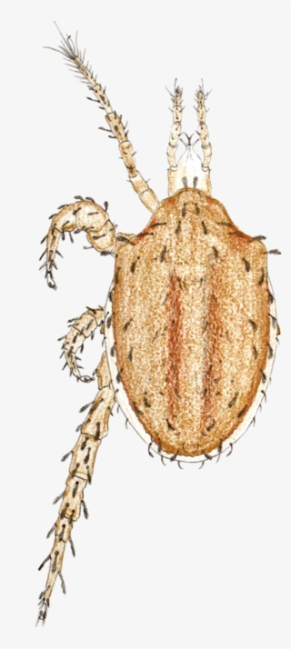 Macrocheles Carinatus By Oudemans - Macrocheles Carinatus #5563727