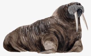Walrus Ice - Seal #5570516