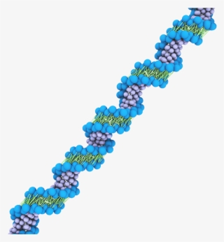 Dna - Dna Martini Force Field #5571045