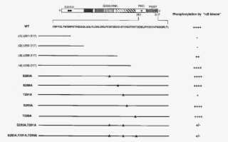 Phosphorylation Of Ib Mutants - Document #5573959