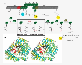 Structure And Function Of Cur Hal #5574097