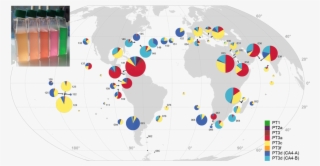 Station Biologique Roscoff Distribution Synechococcus - Circle #5574771