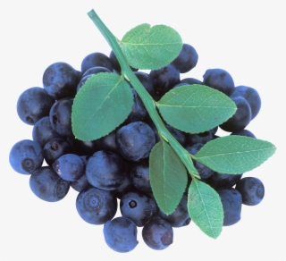 Sugar Cubes, Sunflower Seeds, Blueberry, Flowering - Blueberries On Tree Png #5577783