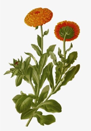 Hand Painted Two Chrysanthemum Flower Branches Transparent - Calendula Botanical #5577901