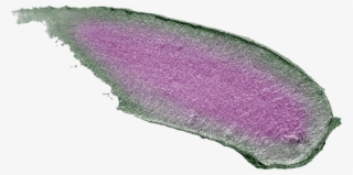 La - Unicorn Tears Gin Liqueur #5583518