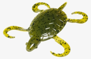 Green Pumpkinseed - Pumpkinseed #5585627