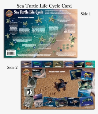 Sea-turtle - Franko Maps Sea Turtles Life Cycle Card #5586186