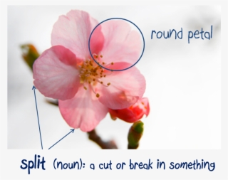 Cherry Blossoms Have 5 Round Circle Petals That Generally #5587376