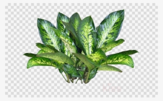 Plant Texture Png Clipart Plants - Png Format Png Flowers Plants #5587822