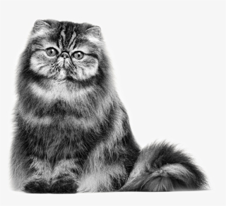 Persian Cat - Royal Persian Cat #5590757