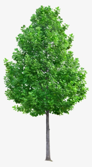 Pin By Ar - Tree Png #5591567