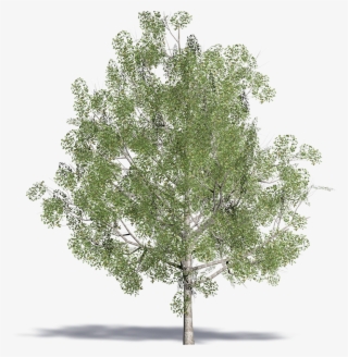 3d Viewview - Mexican Pinyon #5591616