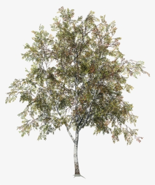 Desktop Field - Paper Birch #5591667