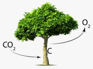 A Brief History Of The Earth's Co2 - Arbol Con Dioxido De Carbono #5591763