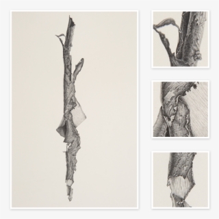 Svg Stock Artichoke Drawing Charcoal - Art #5592054