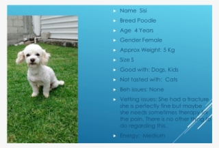 Poodle Png #5592116 Poodle Png #5592116