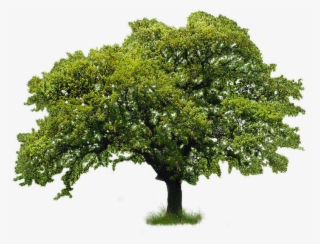 River Birch #5592179