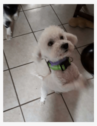 Adult Rate - Dog #5592454