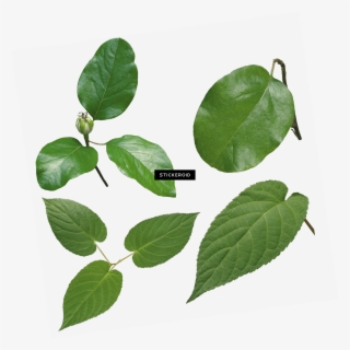 Green Leaves #5592456