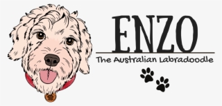 Enzo The Australian Labradoodle - Labradoodle #5593626