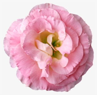 Яндекс - Фотки - Floral Rose Dangle Earrings #5594152