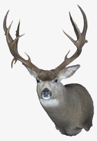 Mule Deer Wall Clear - Taxidermy Transparent #5594923